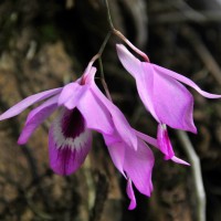 Dendrobium maccarthiae Thwaites